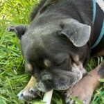 Black dog chewing bone in grass.