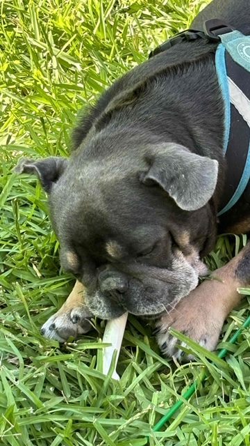 Black dog chewing bone in grass.