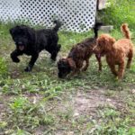 Three dogs playing in grassy area.