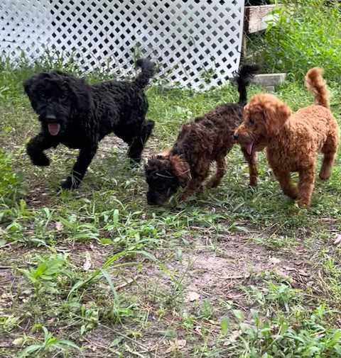 Three dogs playing in grassy area.