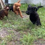 Four playful puppies in a grassy yard.