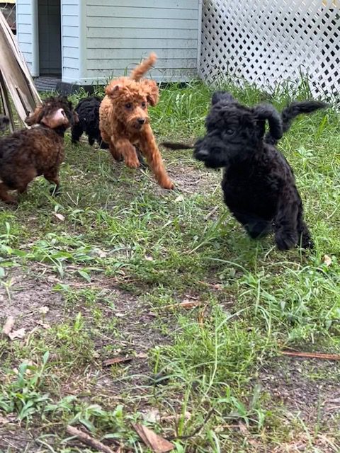 Four playful puppies in a grassy yard.