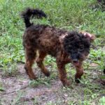 Brown and black dog in grassy field.