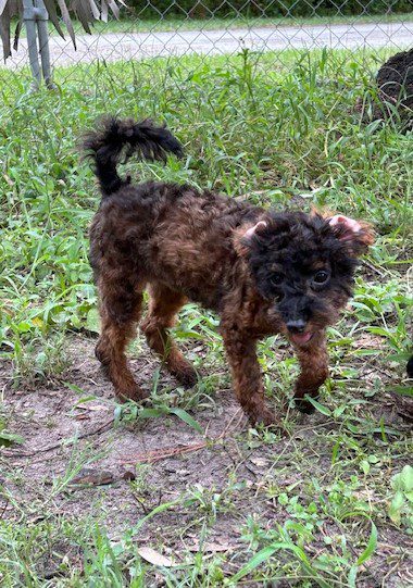 Brown and black dog in grassy field.