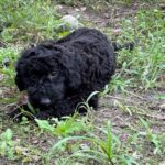 Black poodle puppy laying in grass.