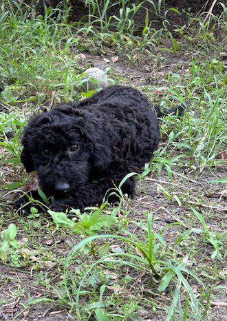 Black poodle puppy laying in grass.