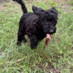 Black puppy playing in the grass.