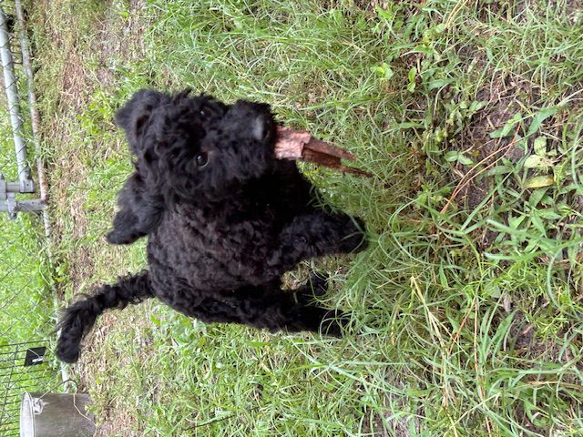 Black puppy playing in the grass.