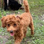 Brown poodle dog walking on grass.