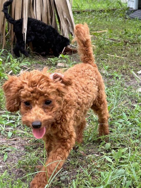 Brown poodle dog walking on grass.