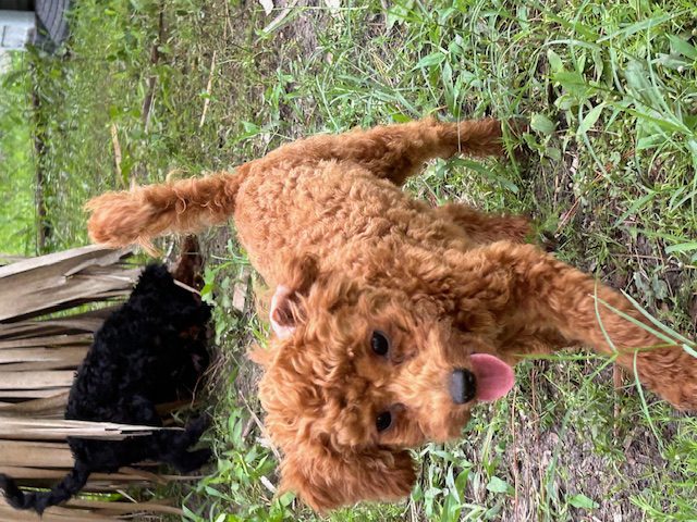 Brown poodle dog walking on grass.