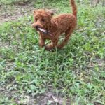 Brown poodle dog holding a stick.