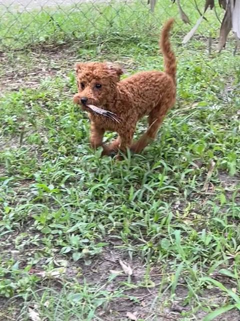 Brown poodle dog holding a stick.