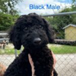 Black poodle puppy looking at camera.