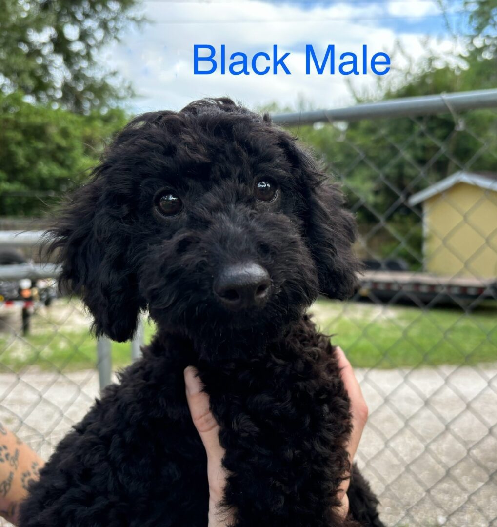 Black poodle puppy looking at camera.