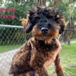 Brindle poodle puppy being held.