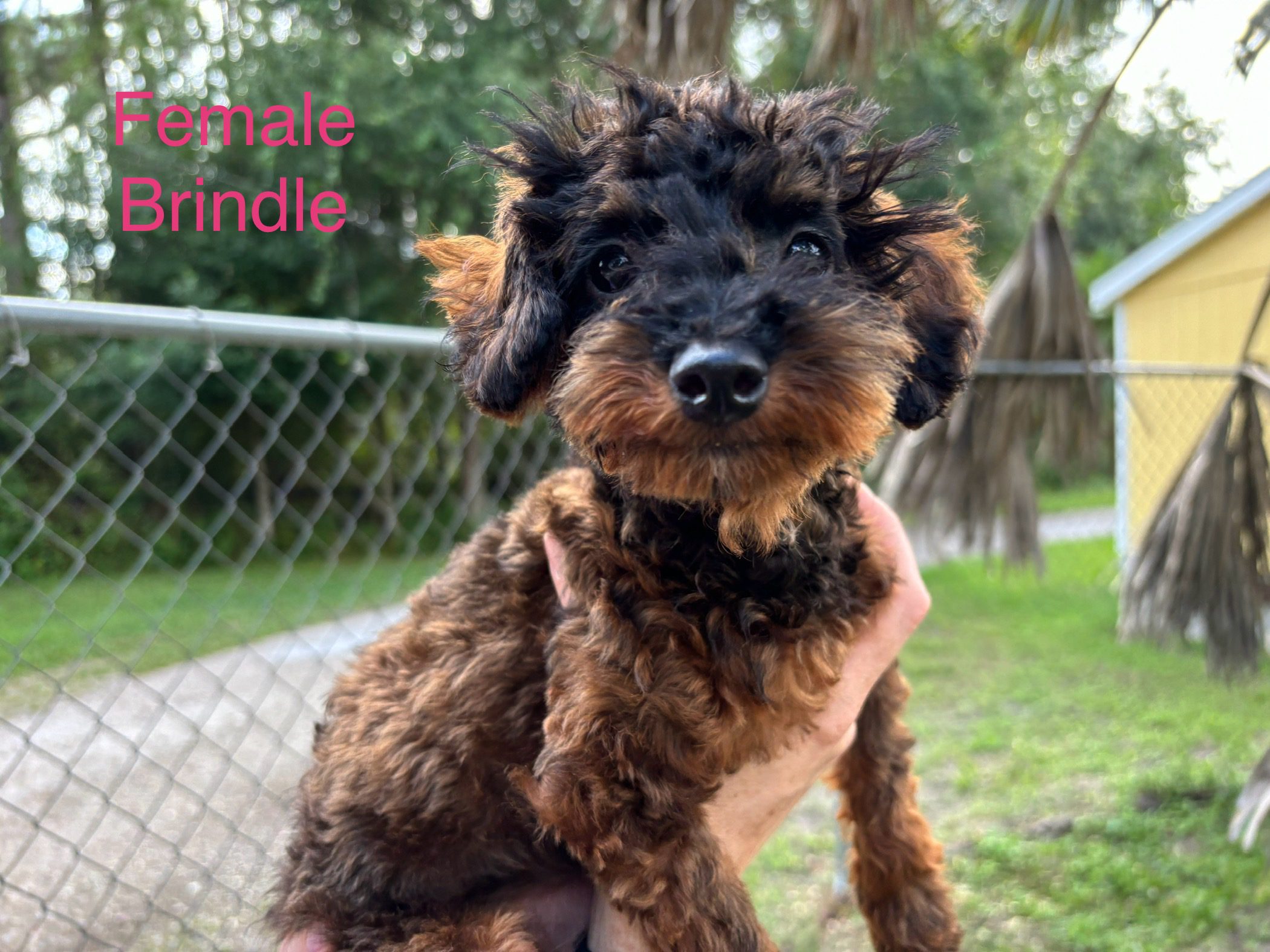 Brindle poodle puppy being held.