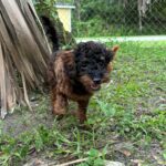 Black and brown puppy playing outside.