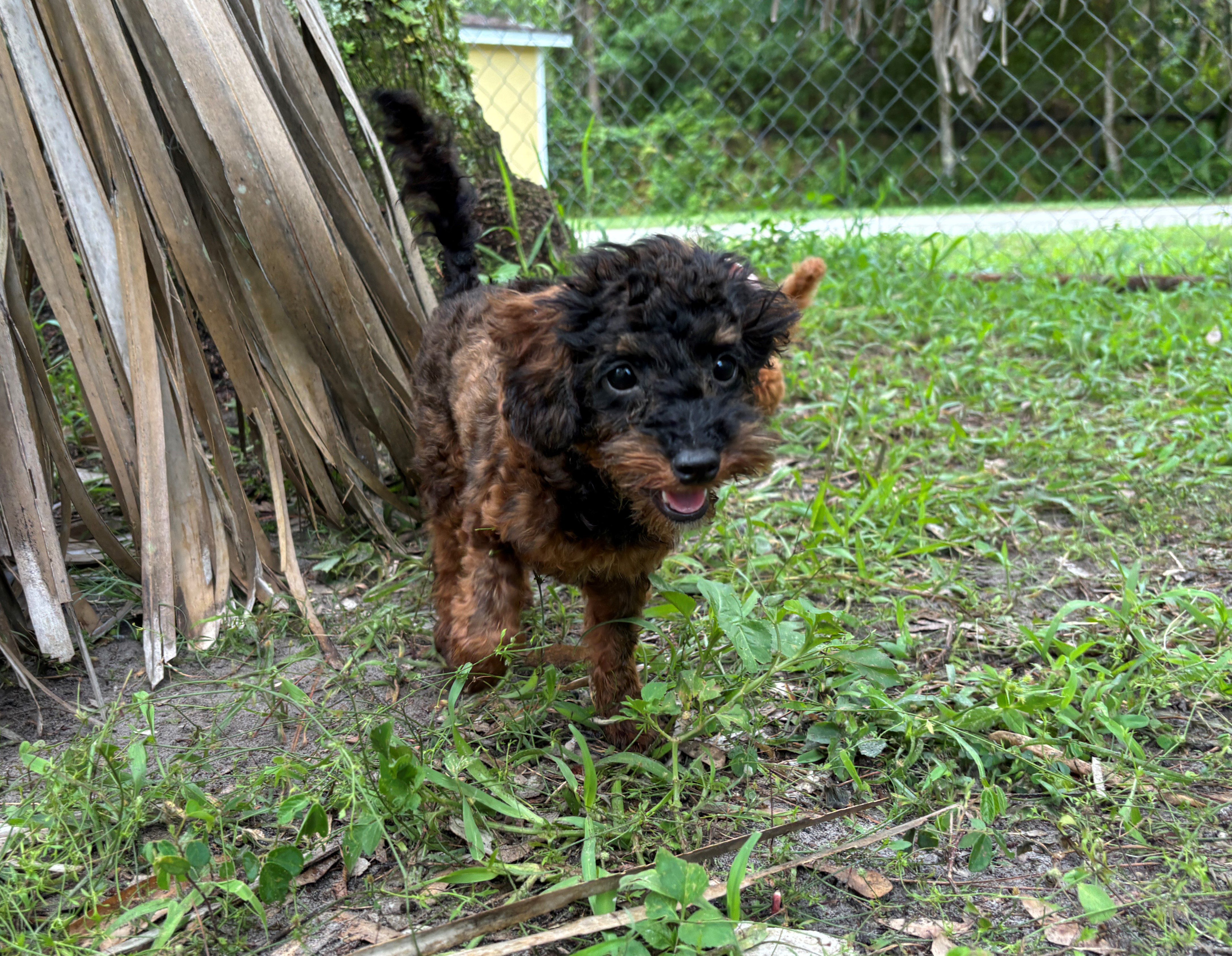 Black and brown puppy playing outside.