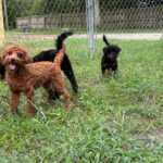 Five playful puppies in a grassy yard.