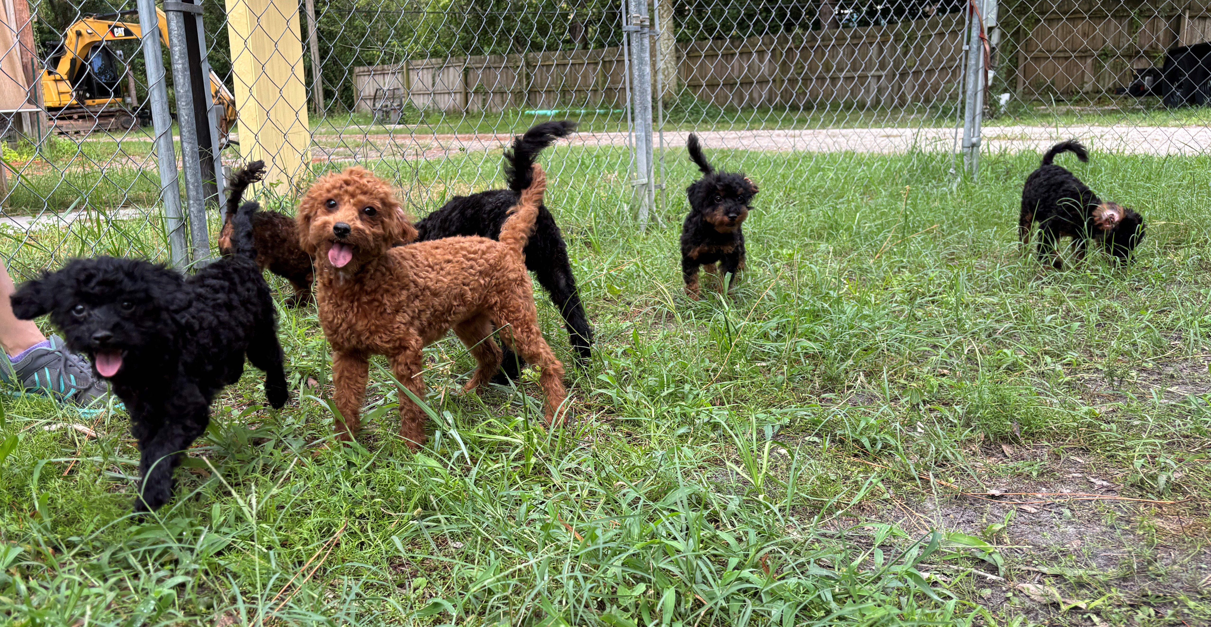 Five playful puppies in a grassy yard.