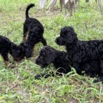 Three black puppies playing in grass.