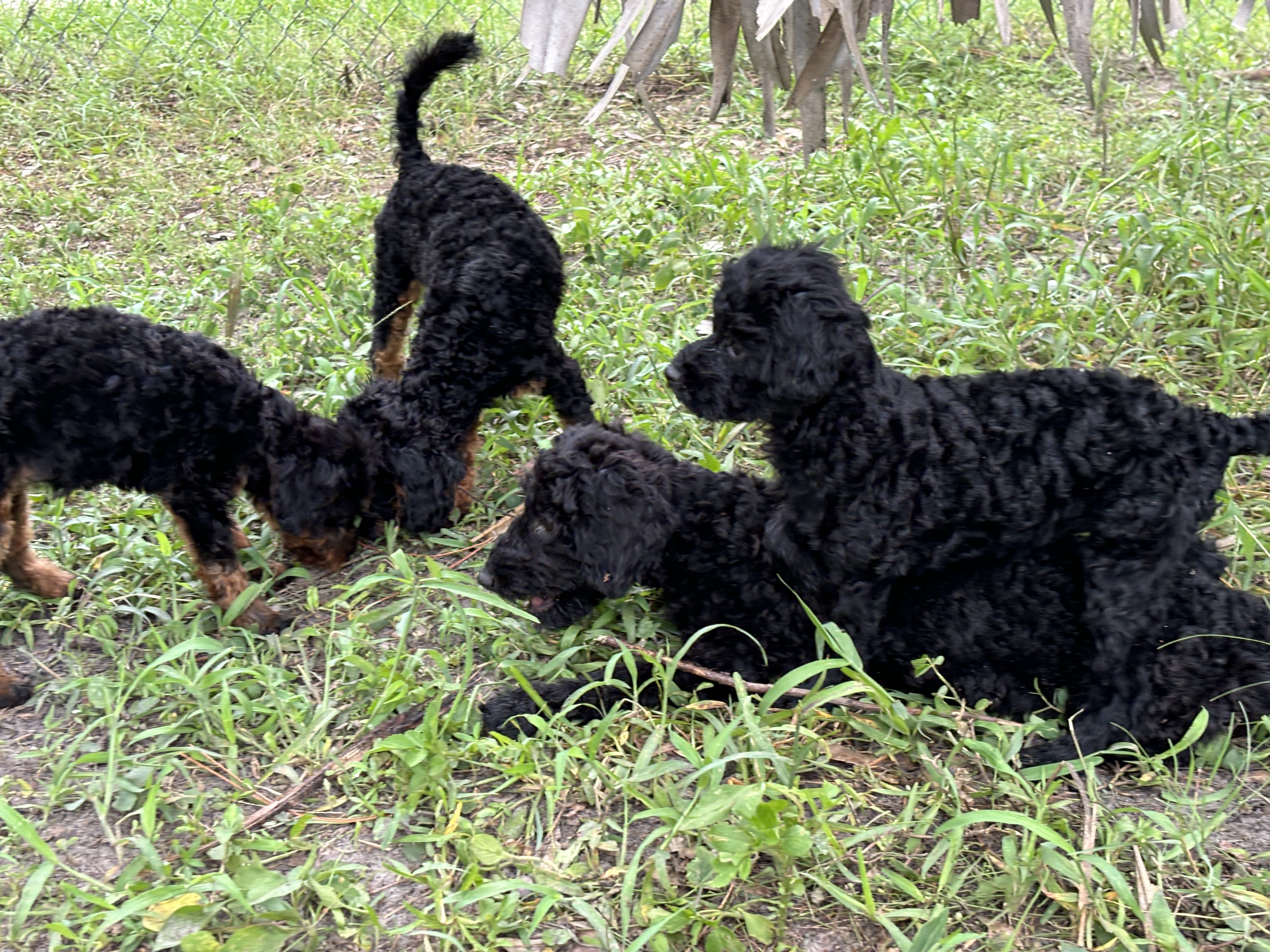 Three black puppies playing in grass.