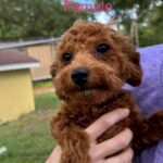 Brown and white poodle puppy in arms.