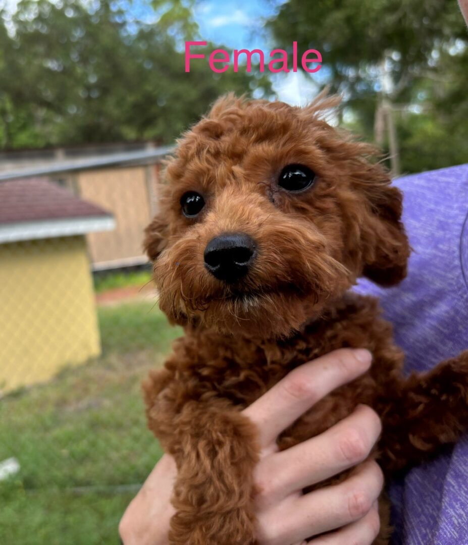 Brown and white poodle puppy in arms.