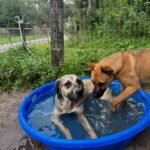 Two dogs playing in a blue pool.