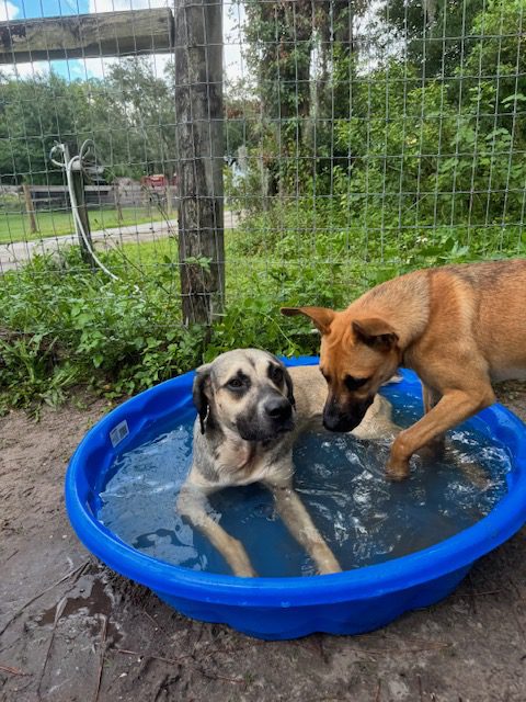 Two dogs playing in a blue pool.