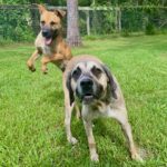 Two dogs playing in grassy field.