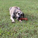 Dog playing with chew toy in grass.