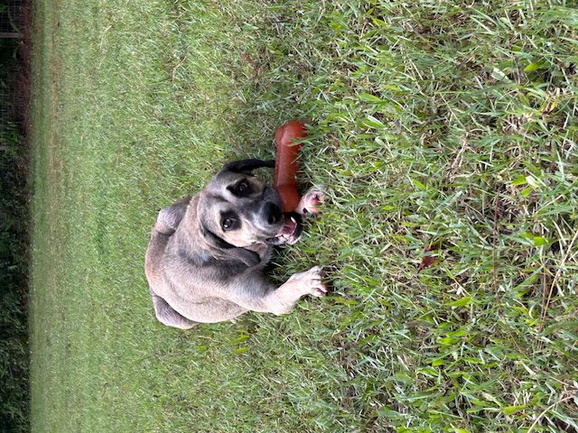 Dog playing with chew toy in grass.