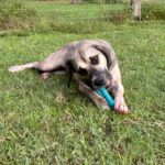 Dog playing with blue chew toy in grass.