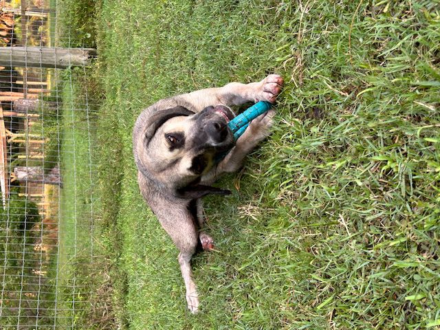 Dog playing with blue chew toy in grass.