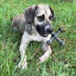 Dog playing with a toy in grass.