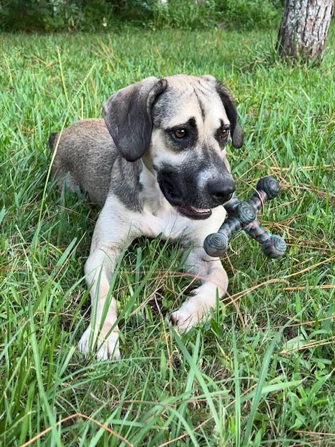 Dog playing with a toy in grass.