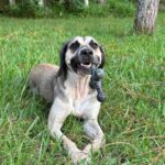 Dog with a toy in grass.