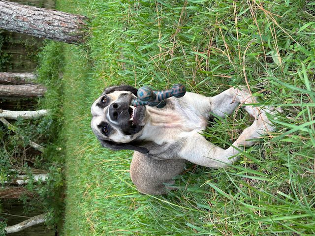 Dog with a toy in grass.