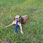 Dog playing with blue toy in grass.