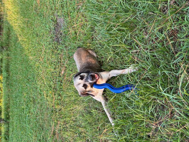 Dog playing with blue toy in grass.