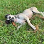 Brown and white dog playing in grass.