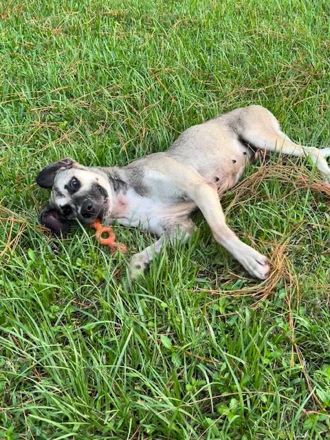 Brown and white dog playing in grass.