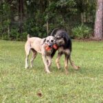 Two dogs playing with a chew toy.