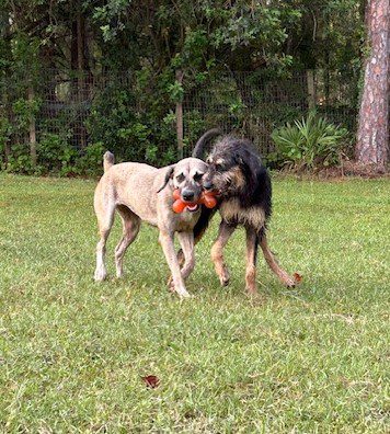 Two dogs playing with a chew toy.