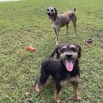 Two dogs playing in green grass.