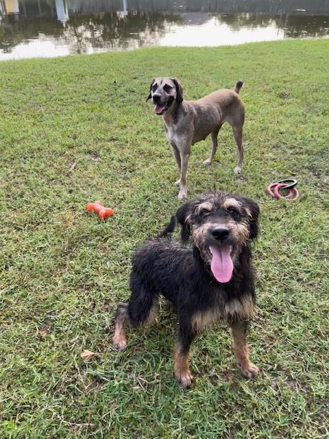 Two dogs playing in green grass.