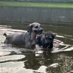 Two dogs swimming in a lake.