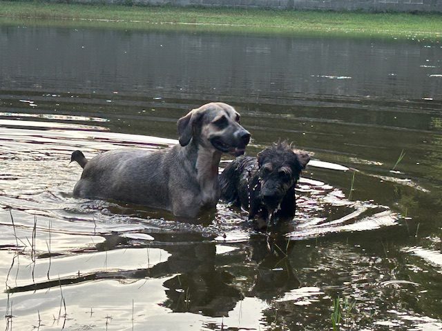 Two dogs swimming in a lake.